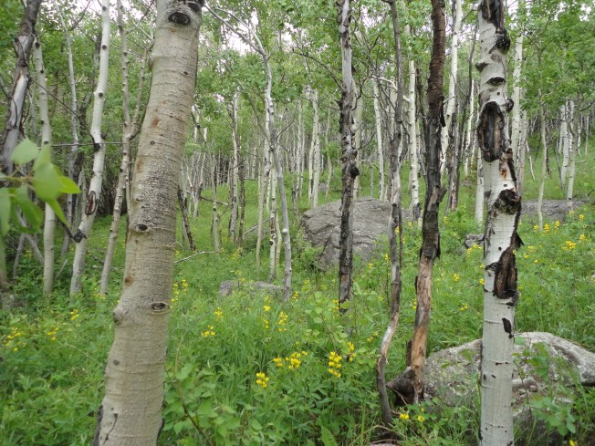 Summer Solstice 2014 (16)