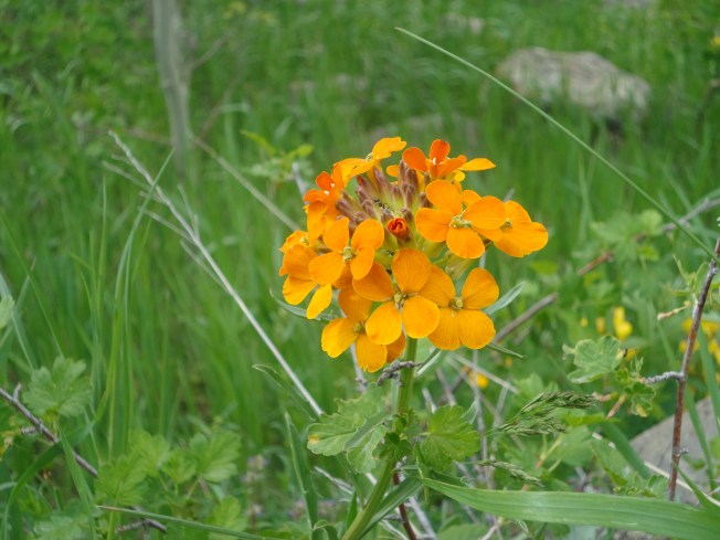 Summer Solstice 2014 (6)