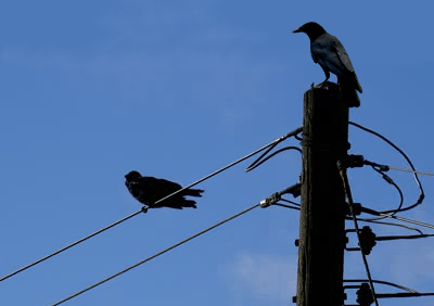 crows on telgraph pole darkened